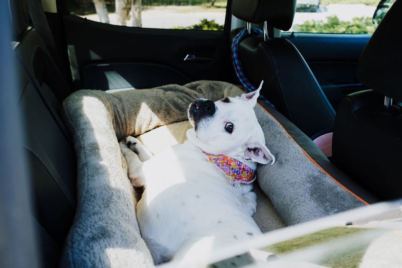Cooling Mat or Damp Towels