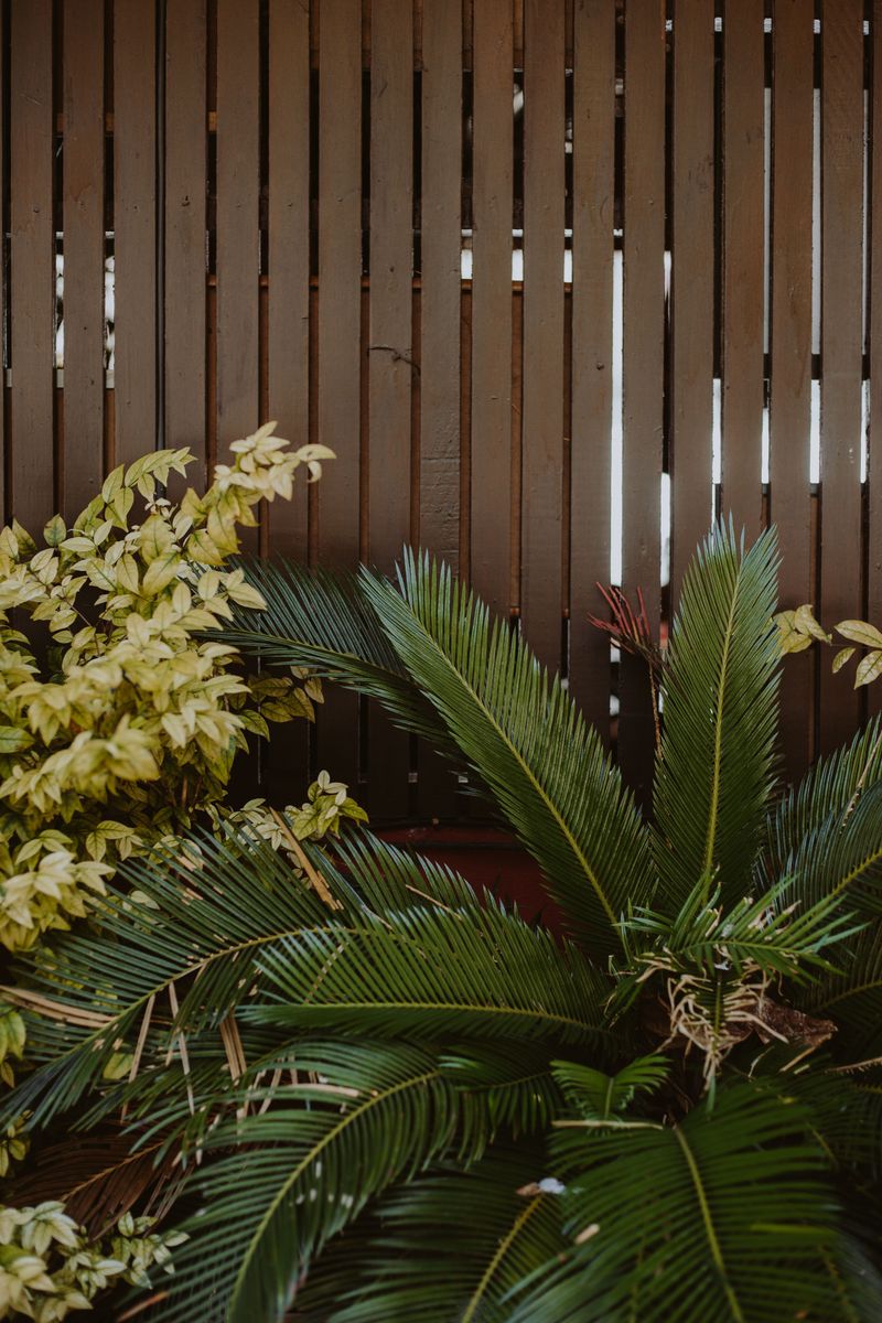 Removal Offers More Protection Than Pruning