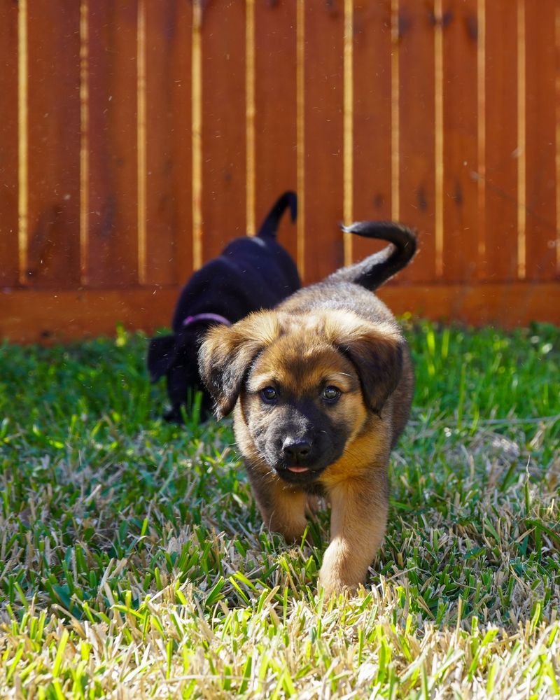 Puppy Curiosity Calls for Closer Supervision