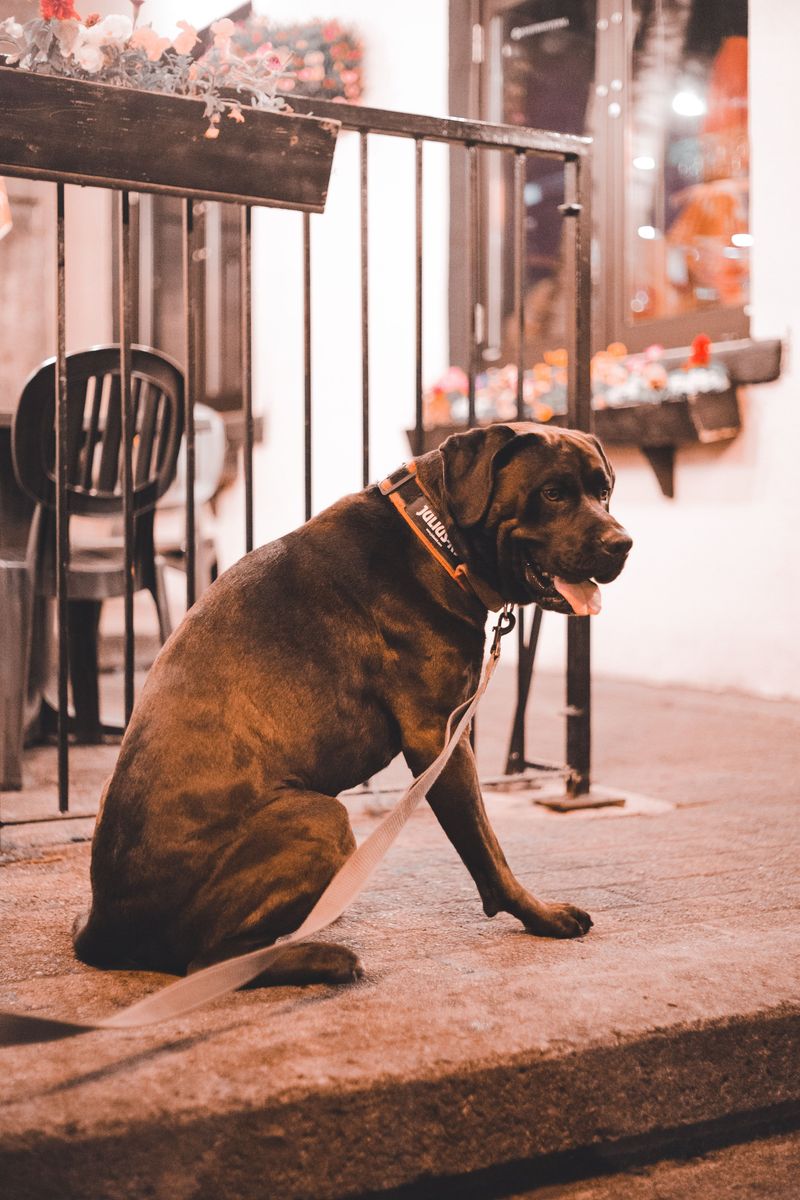 A Reflective Leash or Safety Light