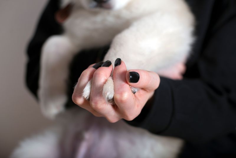 Make Paw Checks Part Of The Homecoming