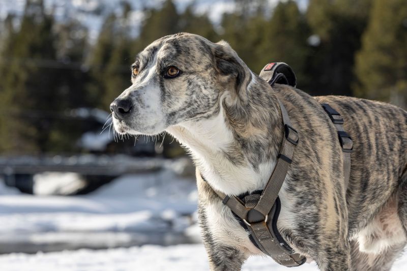 Escape-Resistant Harness