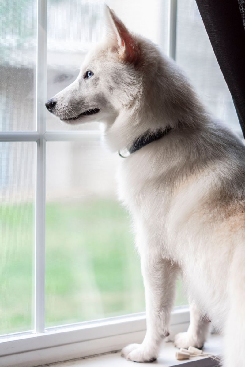 Indoor Dogs Still Have Mosquito Encounters