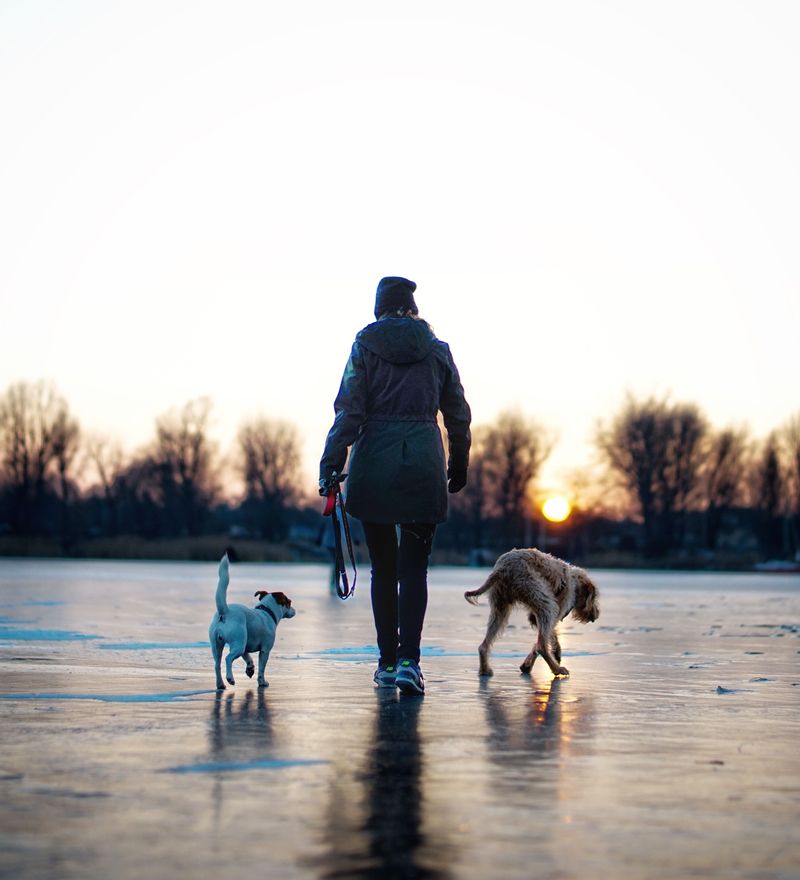 Daycare Is Not A Replacement For Every Dog's Home Routine
