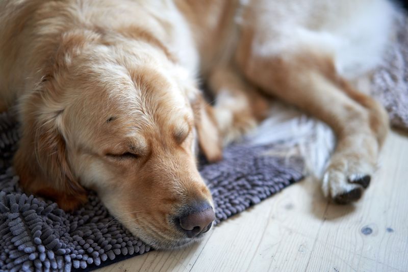 A Dry Resting Mat for After Walks