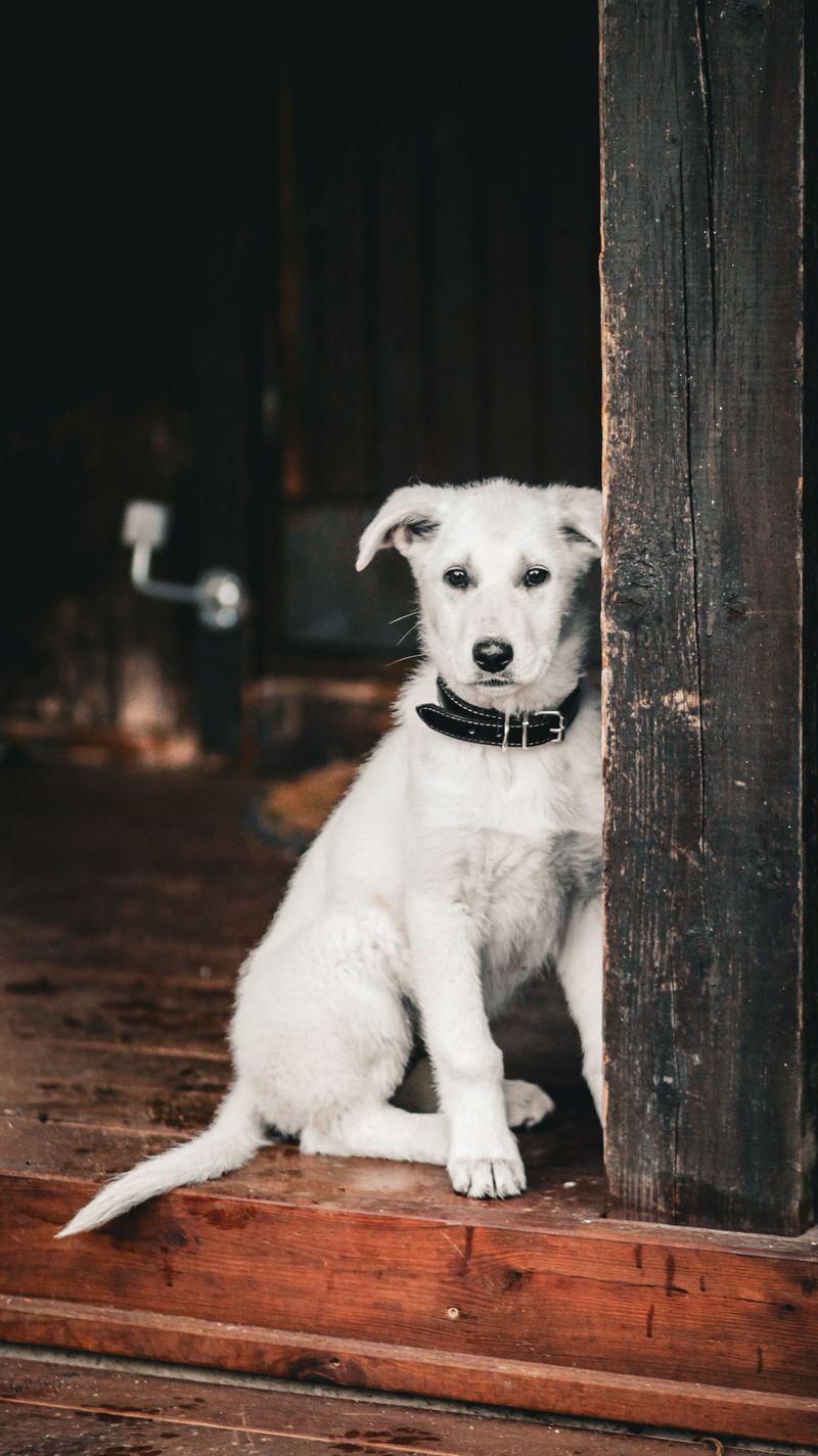 Four Paws Down Before the Door Swings