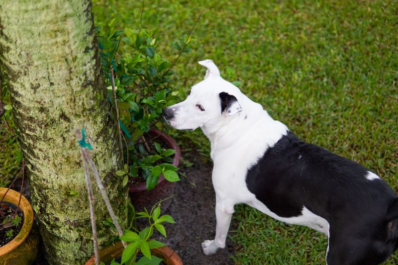 Tame Shady, Damp Yard Spots