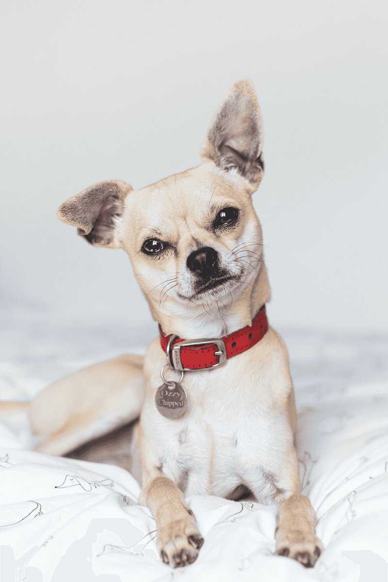 Keep Identification on Dogs That Stay Indoors