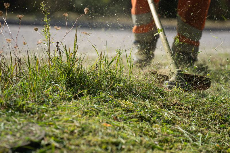 Reduce Hiding Places Around Your Yard