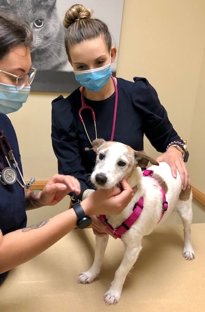 Surgeries and Specialist Care