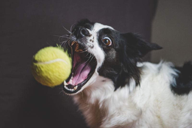 Flyball