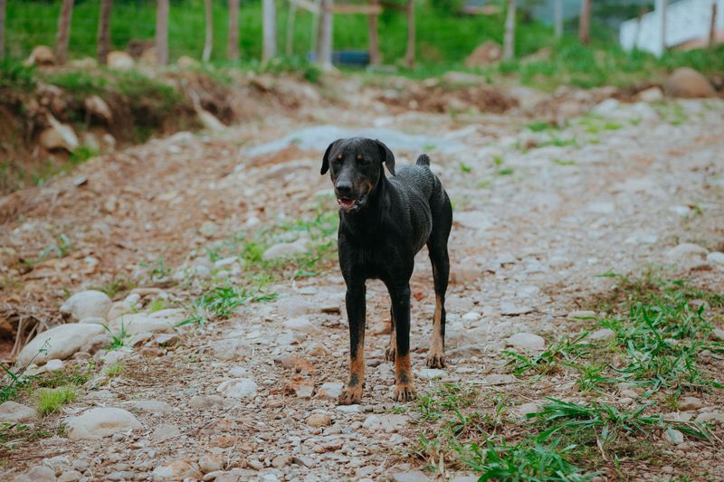 Beauceron: The French Powerhouse