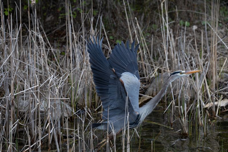 Wildlife Encounters Can Happen Quickly