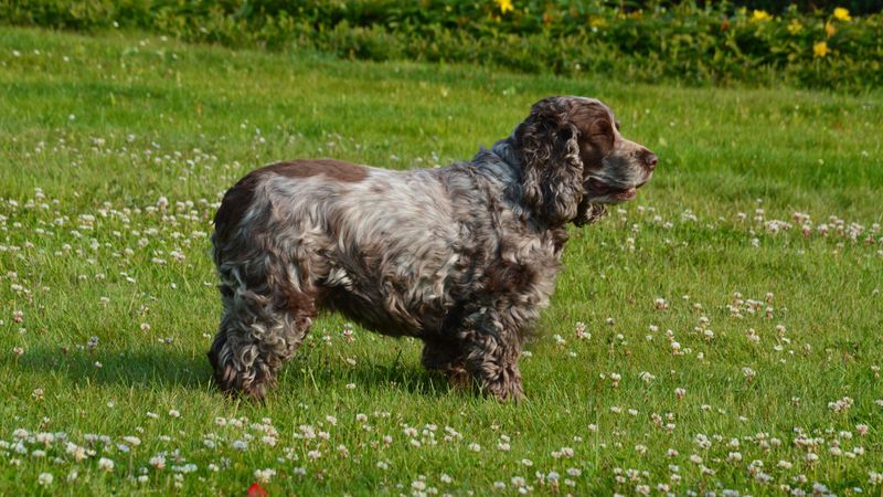 English Cocker Spaniel: Pocket-Sized Brush Buster