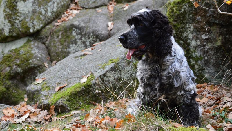 English Cocker Spaniel: Mighty in the Thickets