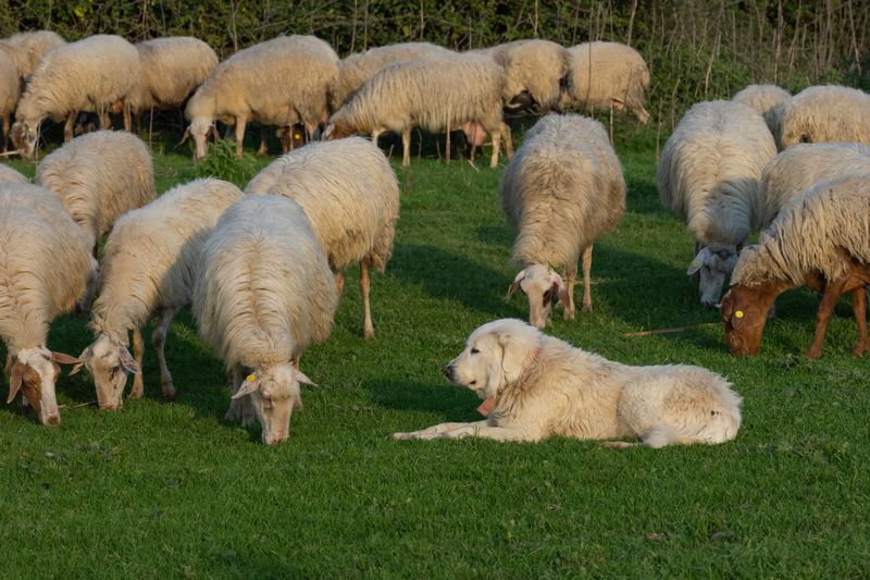 Maremma Sheepdog: Staying Close to the Flock