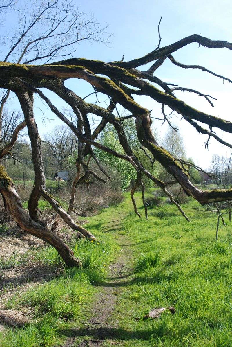 Loose Branches and Unstable Tree Limbs