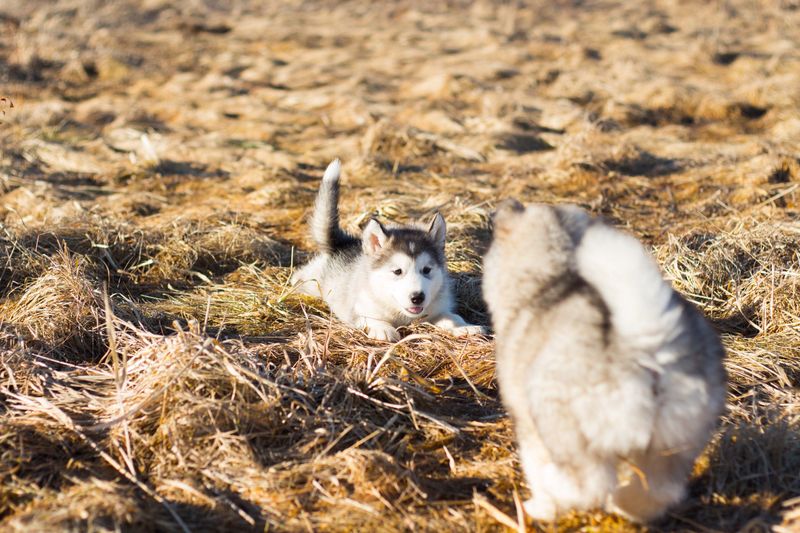 Look for Early Socialization, Not Just a Good Pedigree