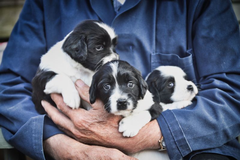 Visit the Breeder Before Bringing a Puppy Home