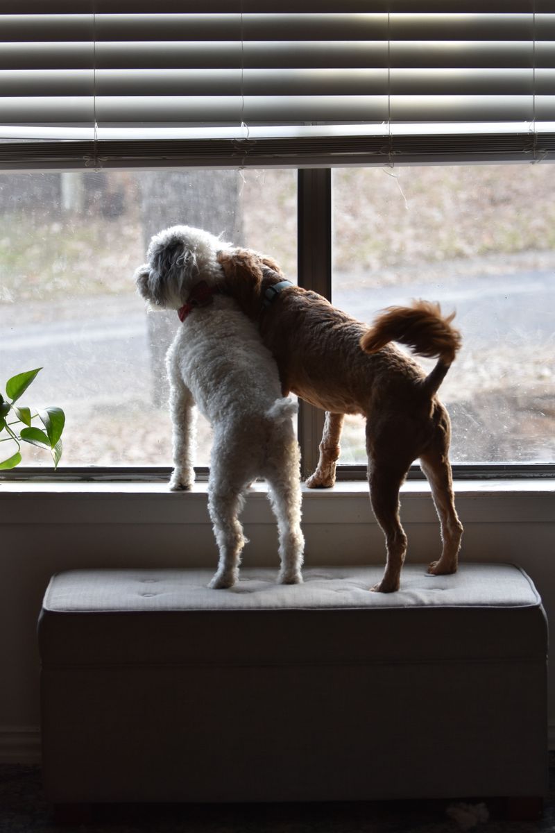 Atlanta Traffic Can Make Long Days Harder For Dogs
