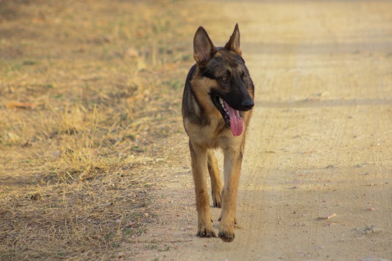 German Shepherd: A Thoughtful All-Rounder