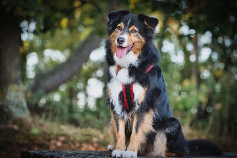 Australian Shepherd: The American Ranch Star