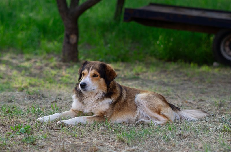 English Shepherd: America's Heritage Farmhand