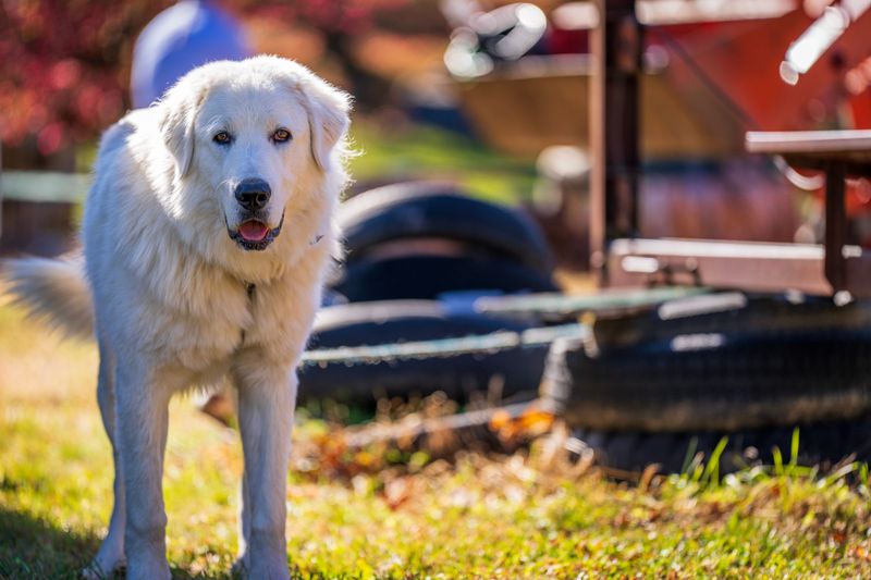 Great Pyrenees: The Snowy Night Watch