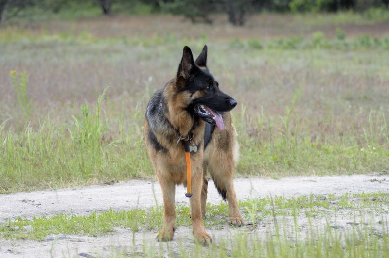 German Shepherd: A Trainable Farm Companion