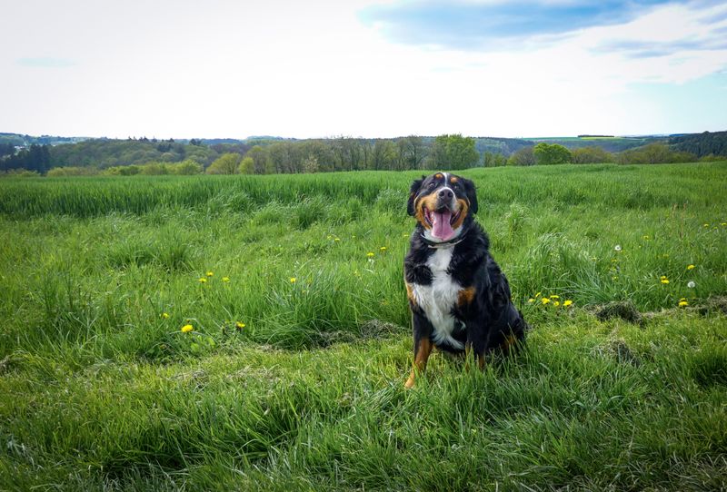 Bernese Mountain Dog: The Cart-Pulling Sweetheart