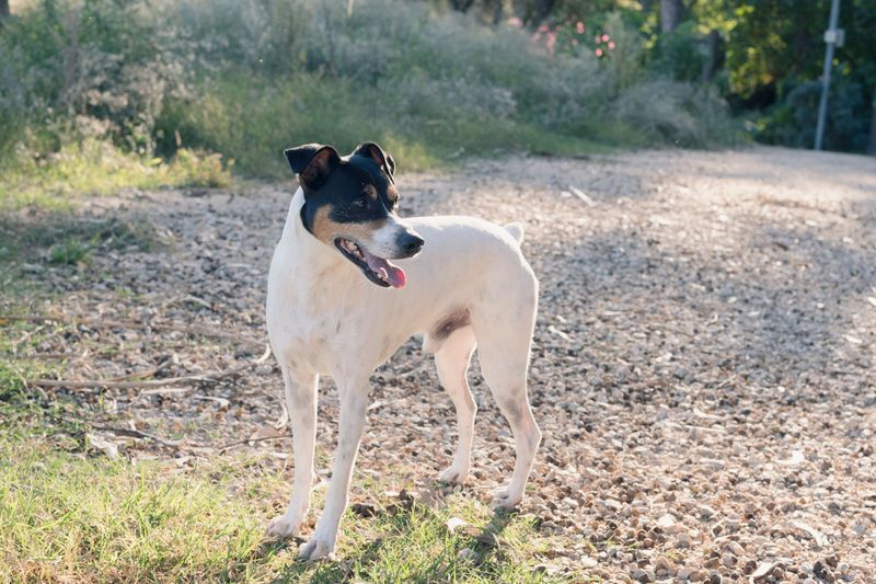Rat Terrier: The Barn's Pest Patrol