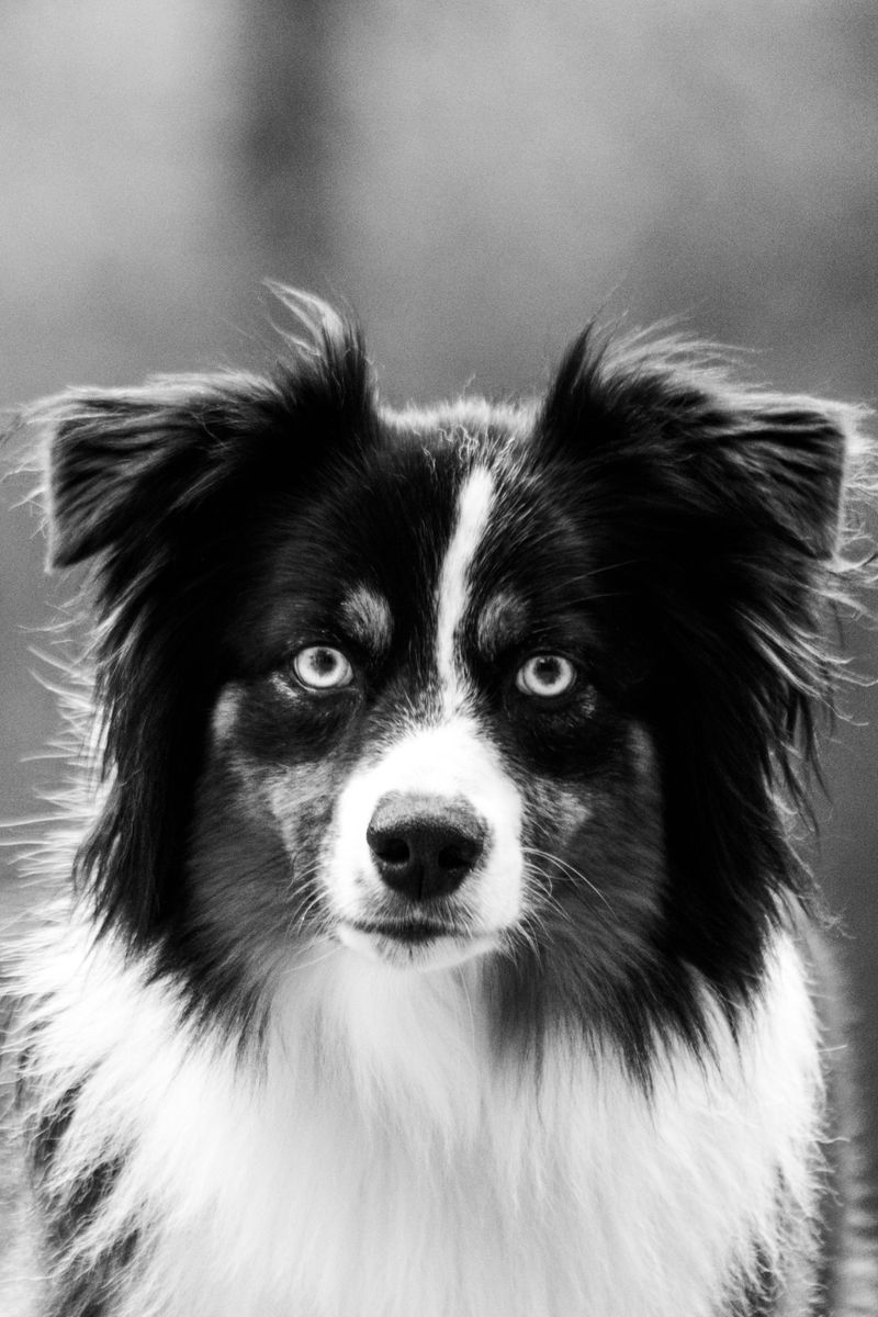 Border Collie: Master of the Stare