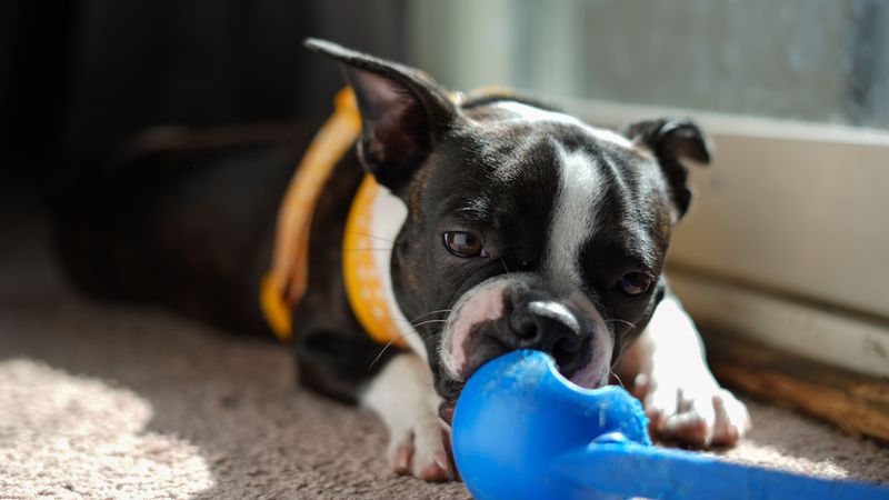 Keep Indoor Enrichment Ready for the Hottest Hours
