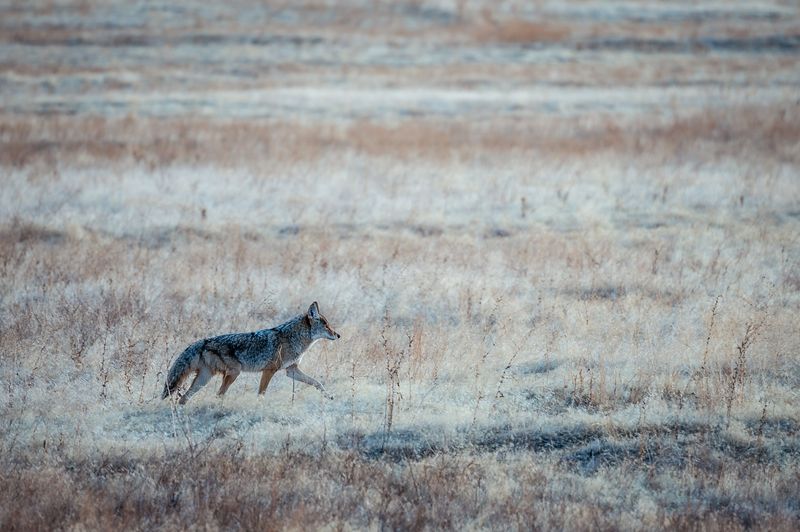 What To Do If You See A Coyote