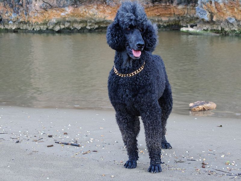 Standard Poodle: Fancy but Fearless