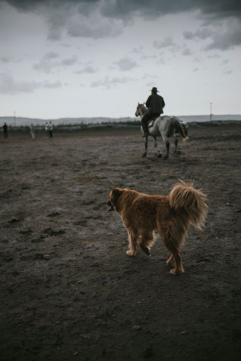 Recognize Signs That Your Dog Needs More Distance