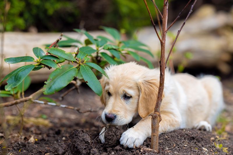 Prevent Dogs From Digging in Treated Soil