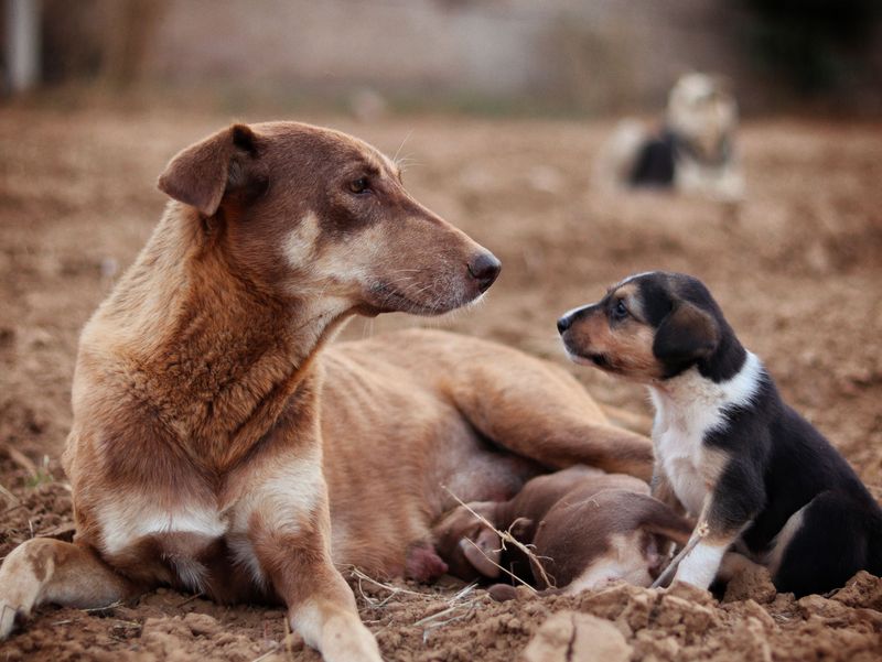 Ask to Meet the Puppy’s Mother
