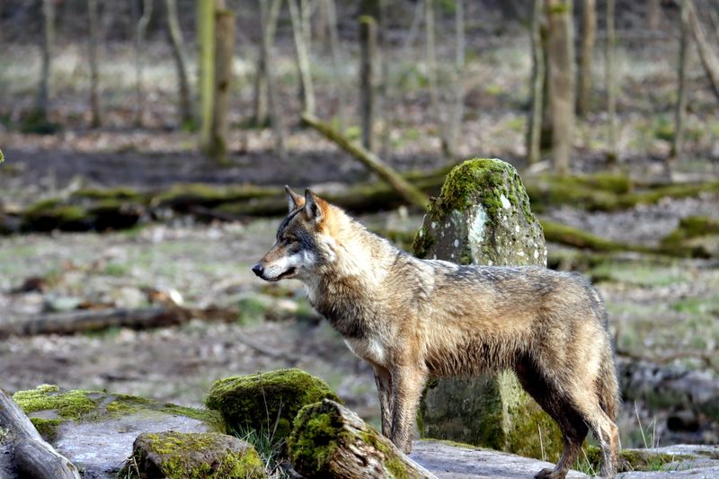 Know What to Do if You See a Wolf