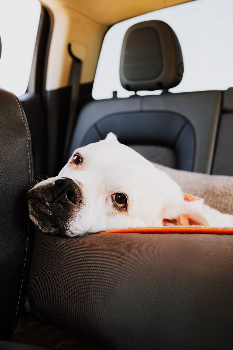 Make the Ride Home Gentle
