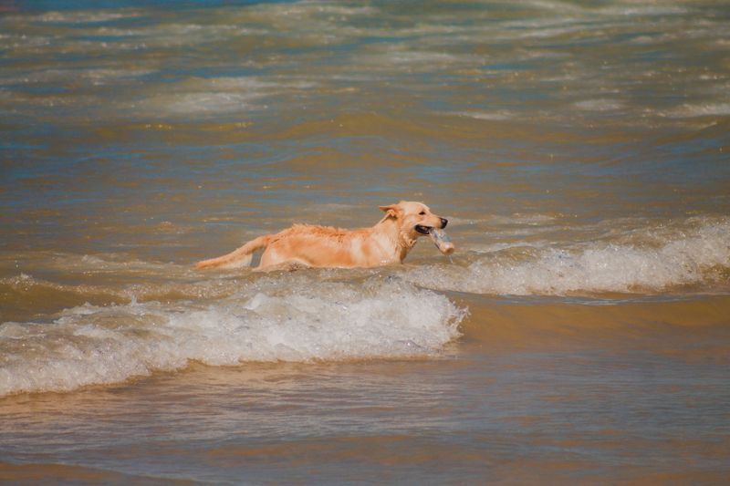 Some Dogs Swallow More Seawater Than Others