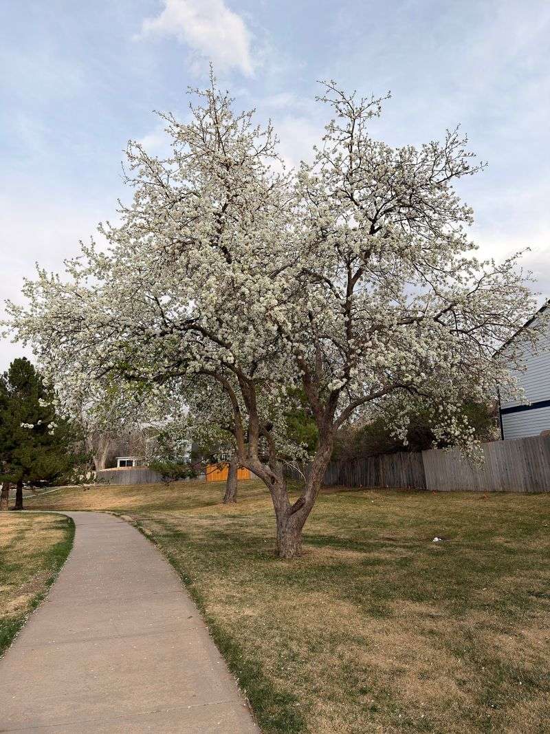 Toll Gate Creek Trail: Give the Pavement a Paw Check