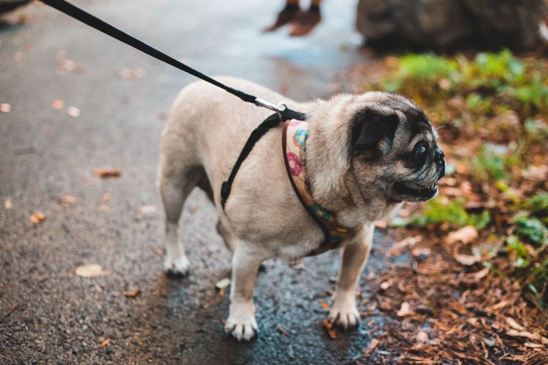 Clip On the Leash Inside Your Door