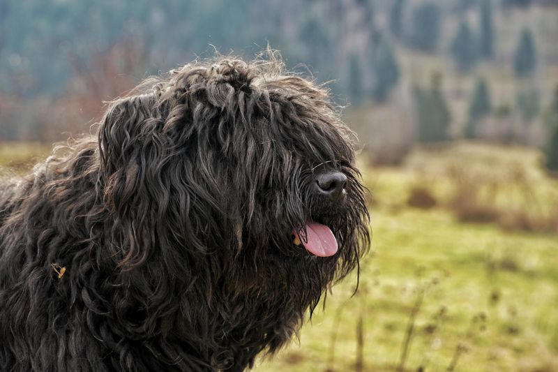 Bouvier des Flandres: The Bearded Farmhand