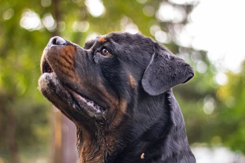 Rottweiler: Strength With a Thoughtful Pace