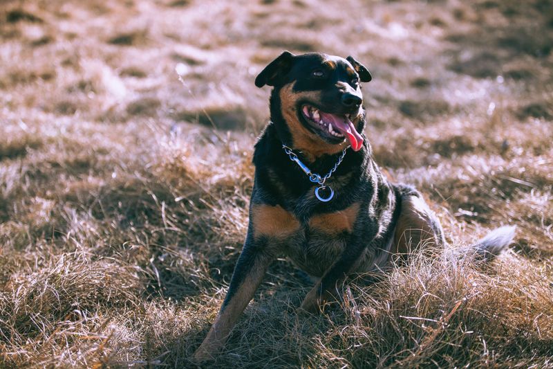 Rottweiler: Strength With a Cattle-Working Past