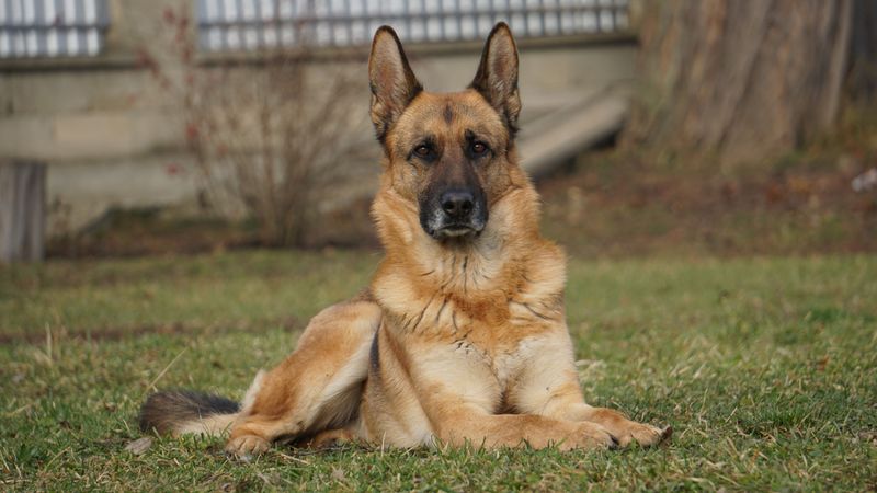German Shepherd: Classic All-Rounder