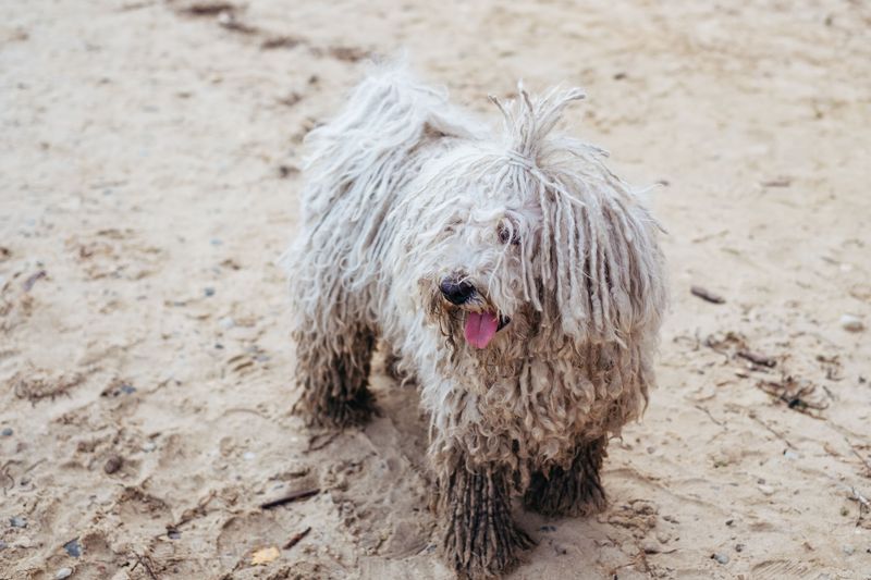 Komondor: The Mop That Means Business