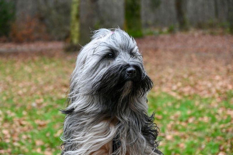 Briard: The Heart Wrapped in Fur