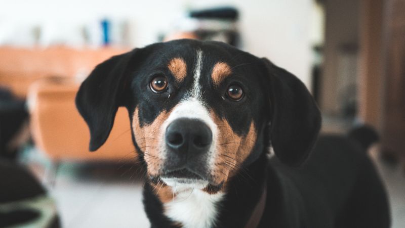 Appenzeller Sennenhund: The Alpine Firecracker